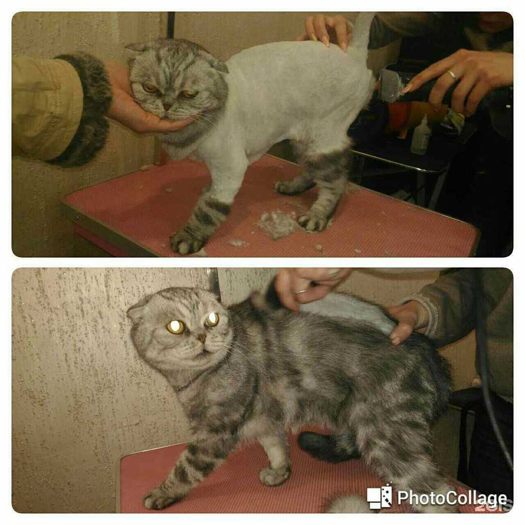 Отзывы на компанию Стрижем друзей в Пскове c фото