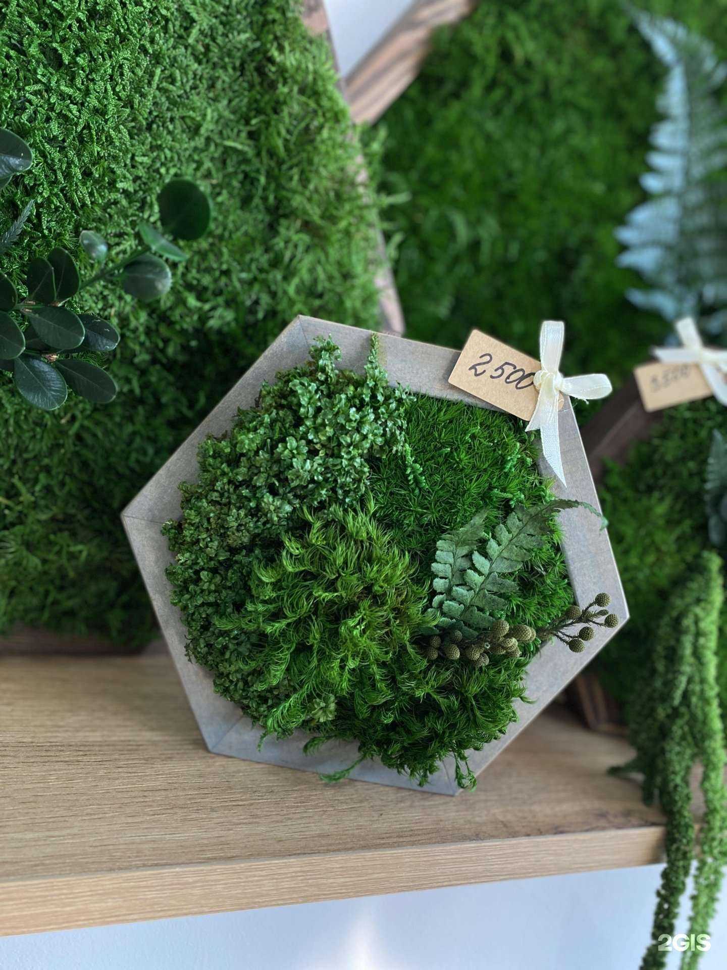 Отзывы на компанию Студия фитодизайна и озеленения интерьера в Сочи c фото