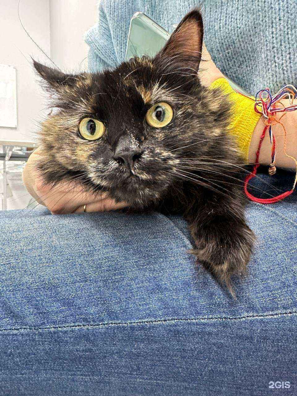 Отзывы на компанию Доктор Дулиттл в Красногорске c фото