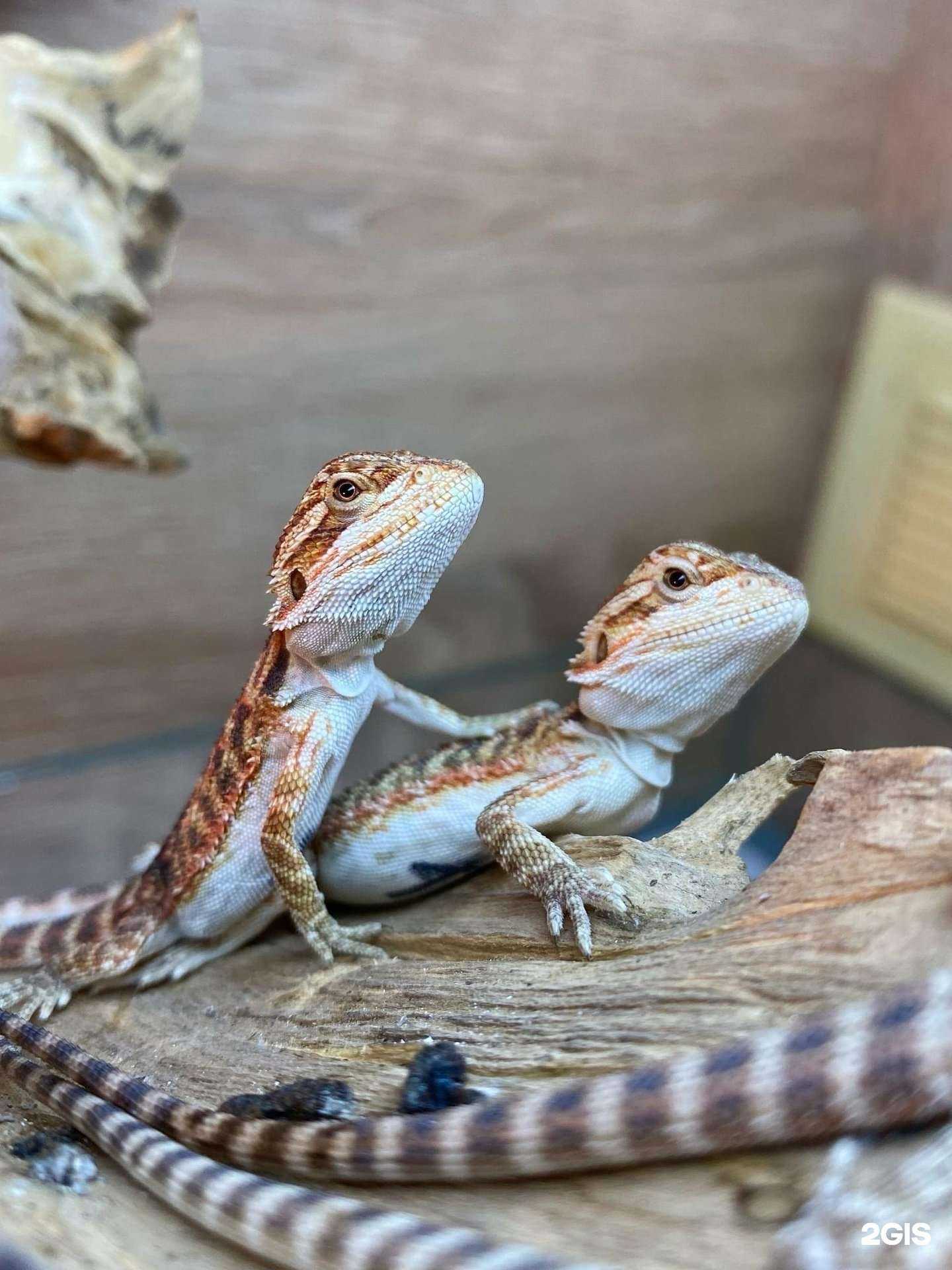 Отзывы на компанию Экзотик френдс в г. Иваново c фото