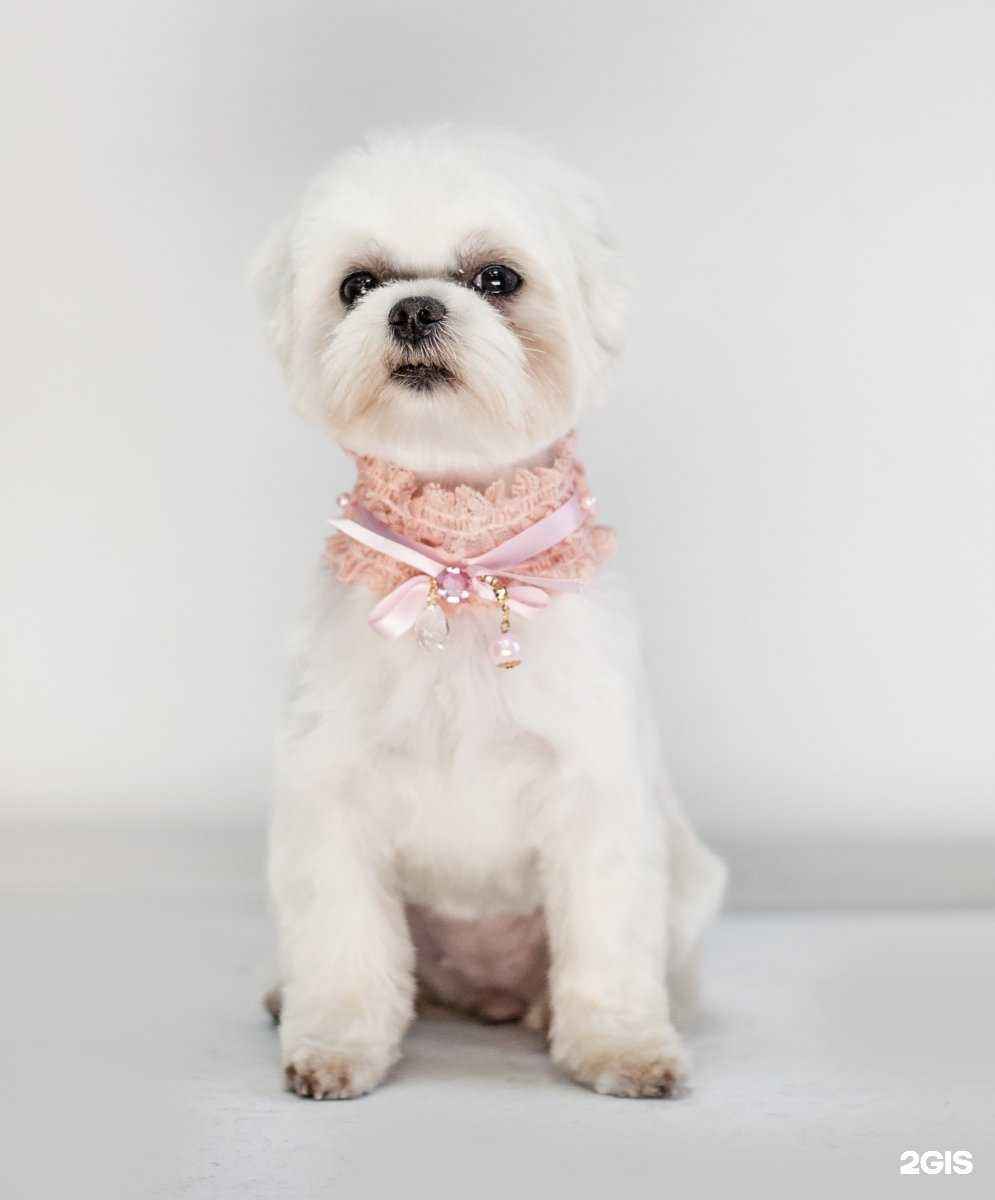 Отзывы на компанию Брадобрей для зверей в Новосибирске c фото