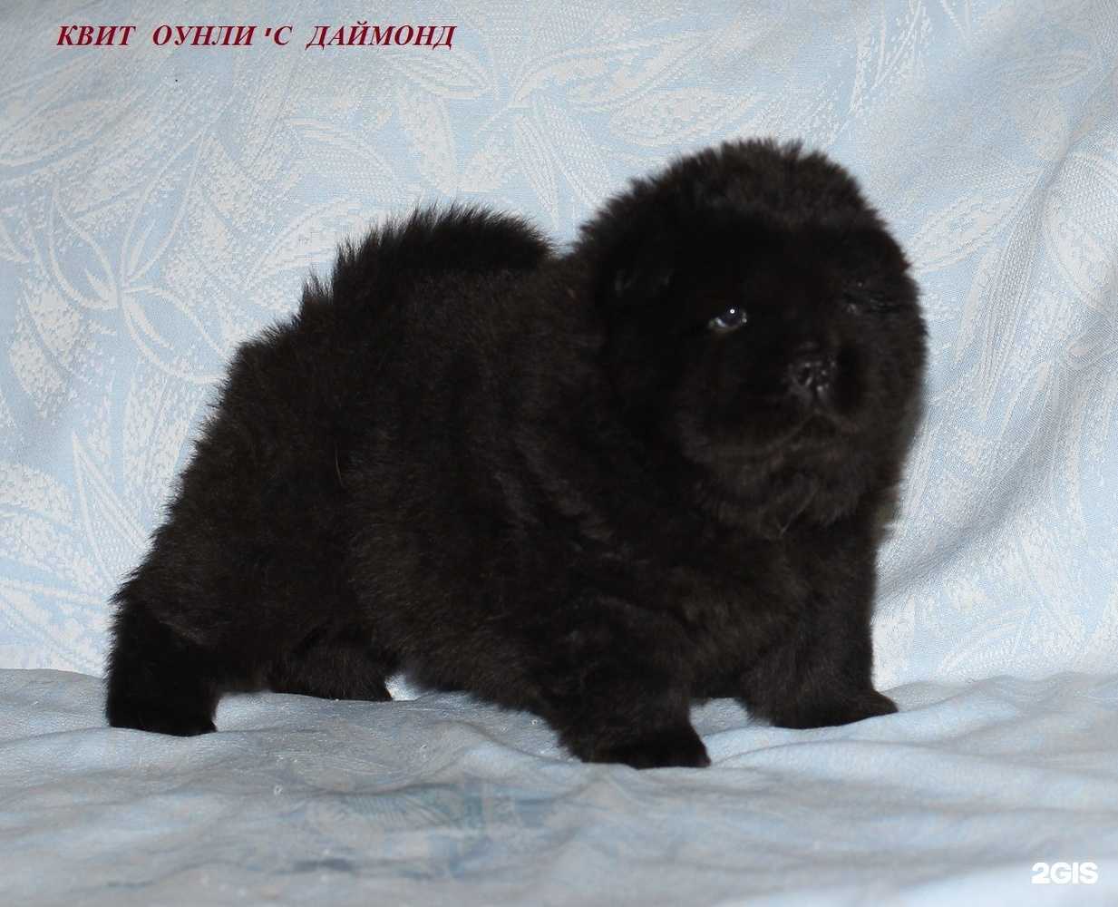 Отзывы на компанию Квит Оунли`с в г. Калининград c фото