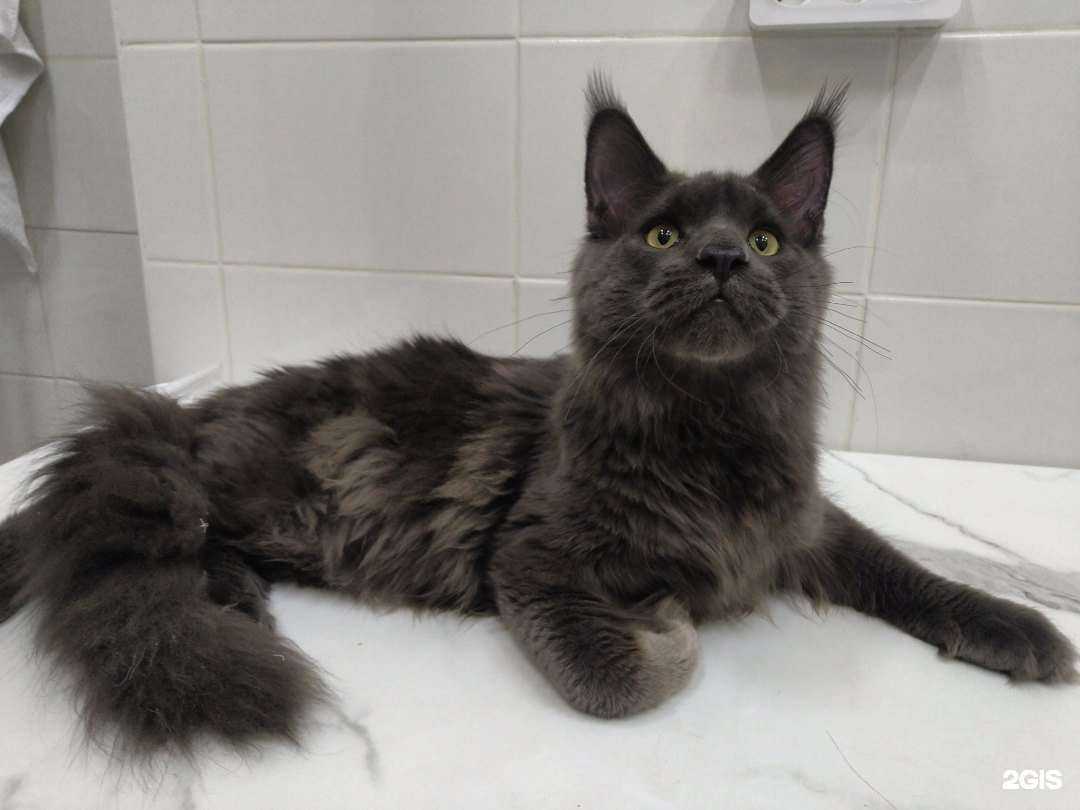 Отзывы на компанию Зоо Ритм в г. Ульяновск c фото