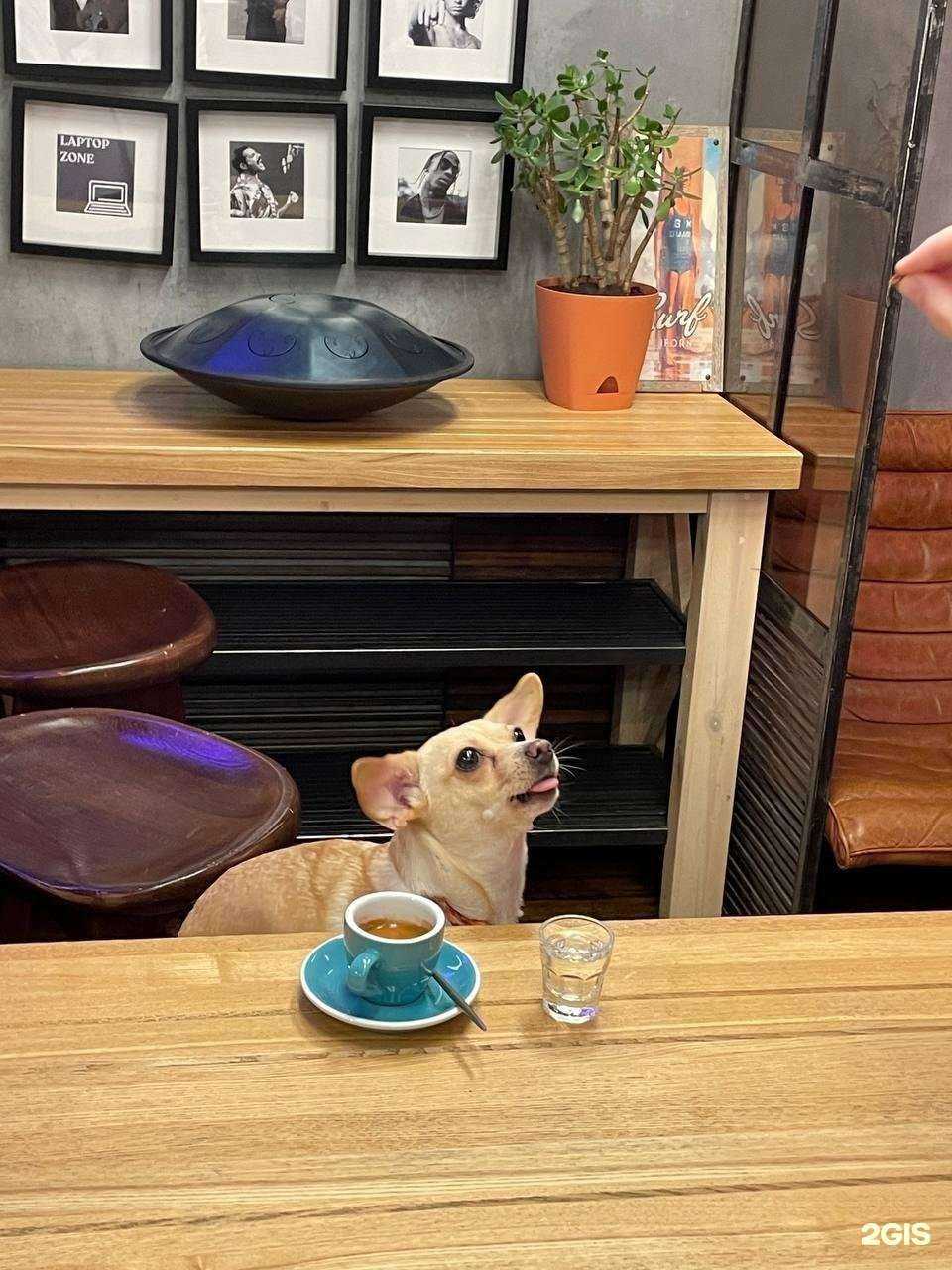 Отзывы на компанию Surf Coffee x Red  в г. Краснодар c фото
