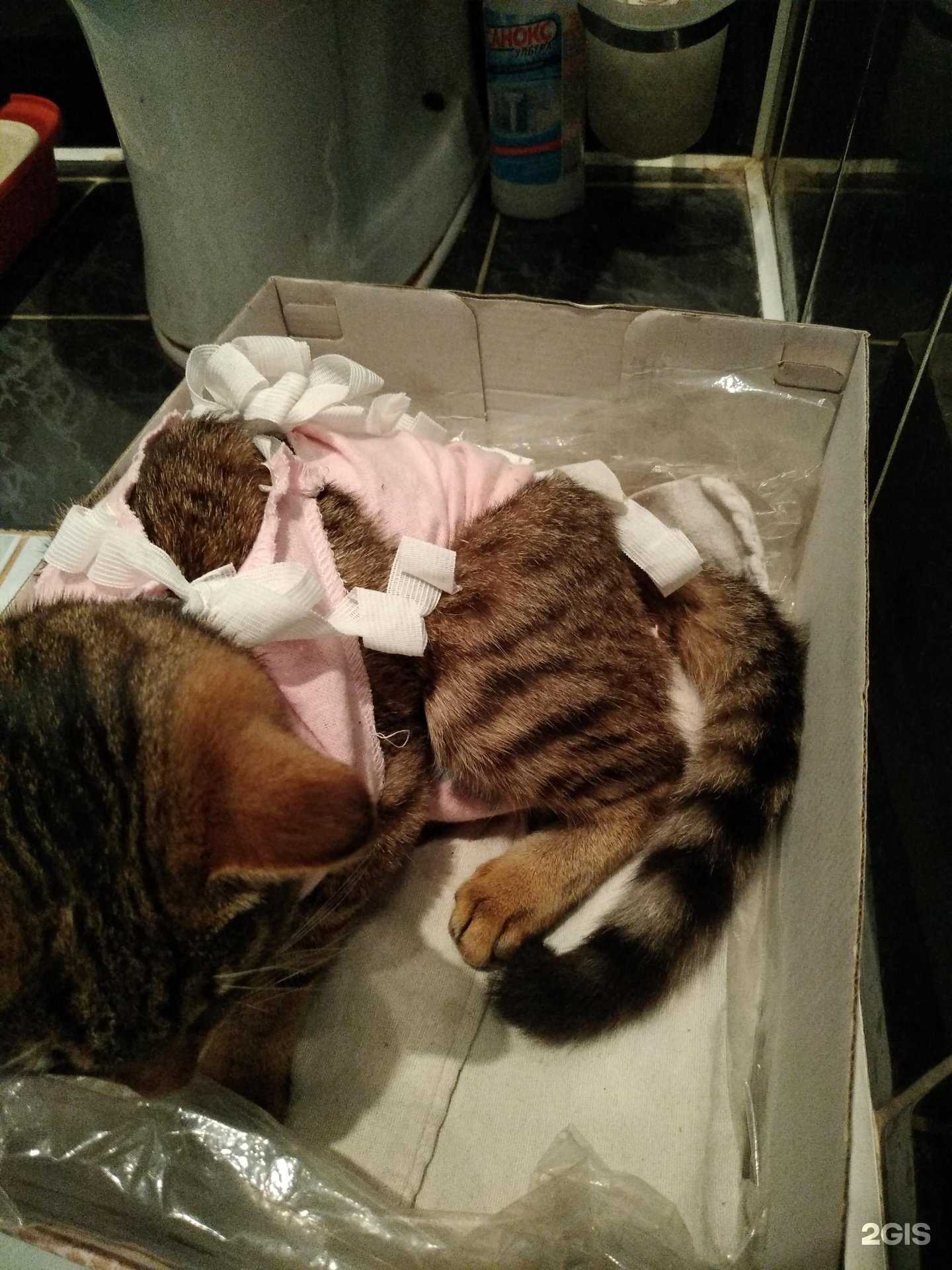 Отзывы на компанию Стерлитамакская государственная ветеринарная клиника и аптека в Стерлитамаке c фото