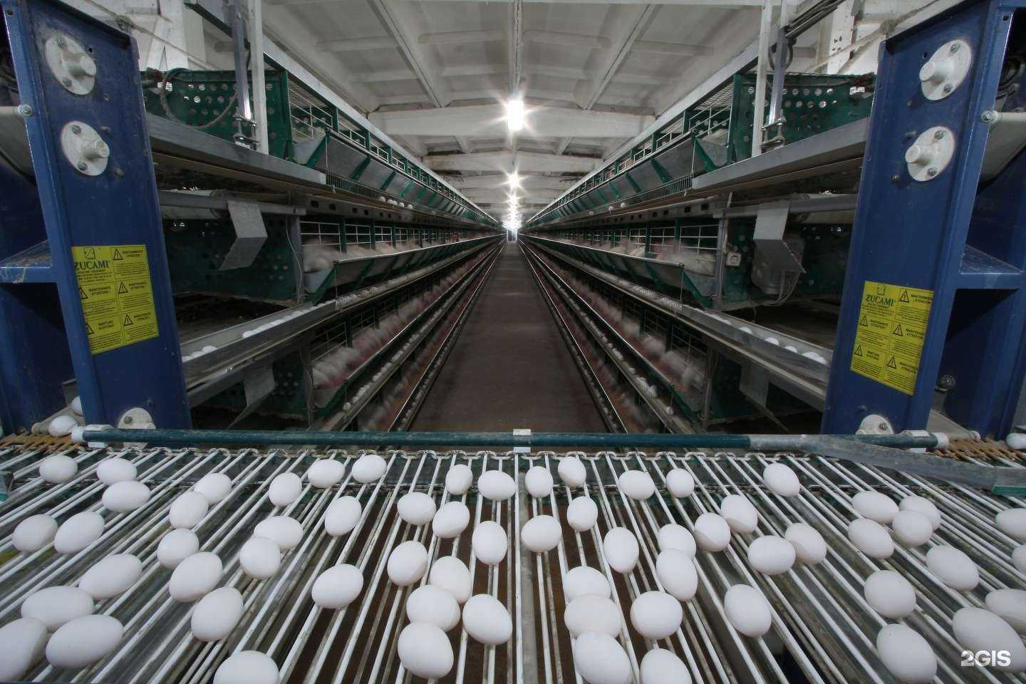 Отзывы на компанию Улан-Удэнская птицефабрика в г. Улан-Удэ c фото