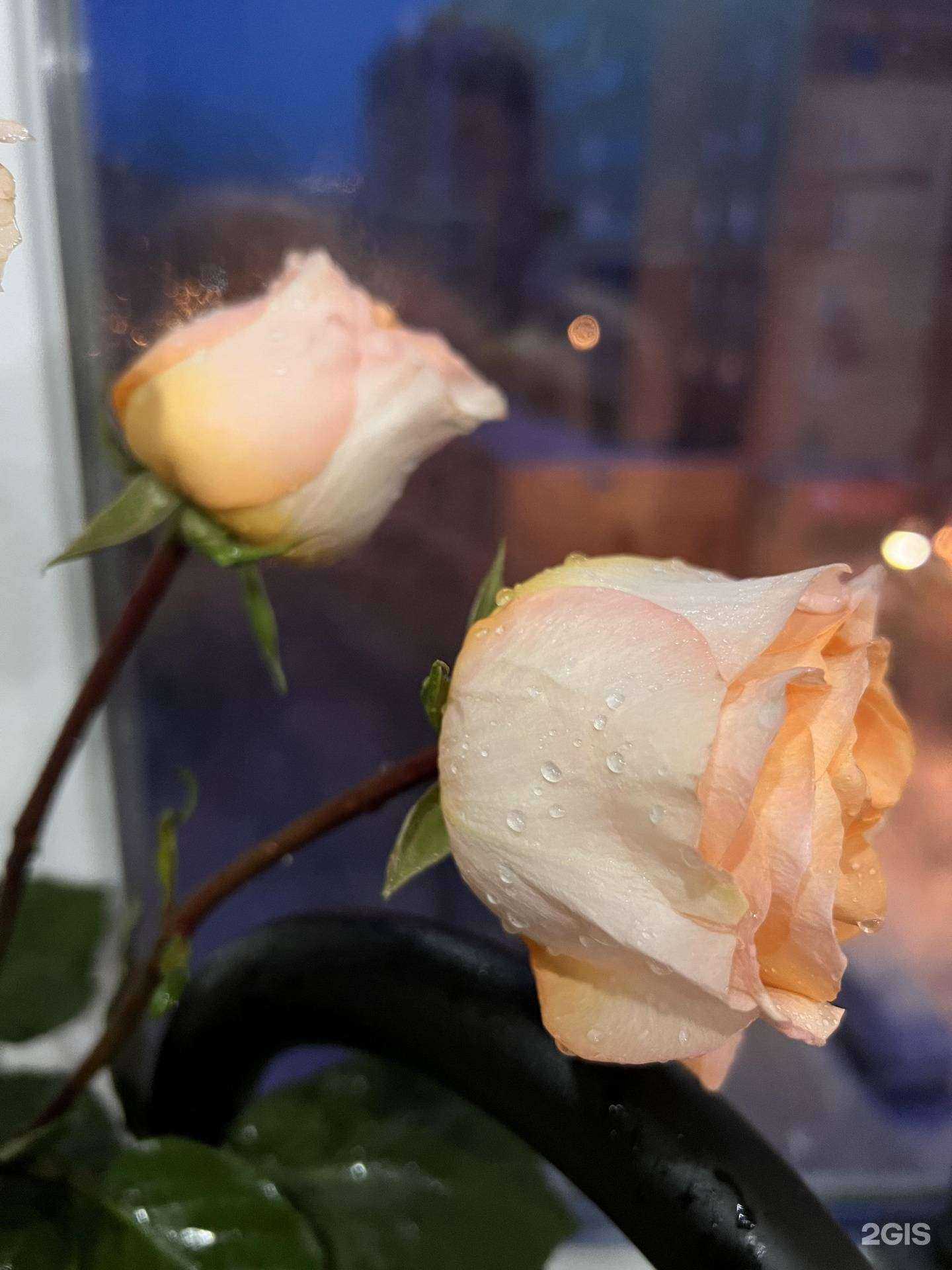 Отзывы на компанию Bordo в Красноярске c фото - фотография 2 из 2