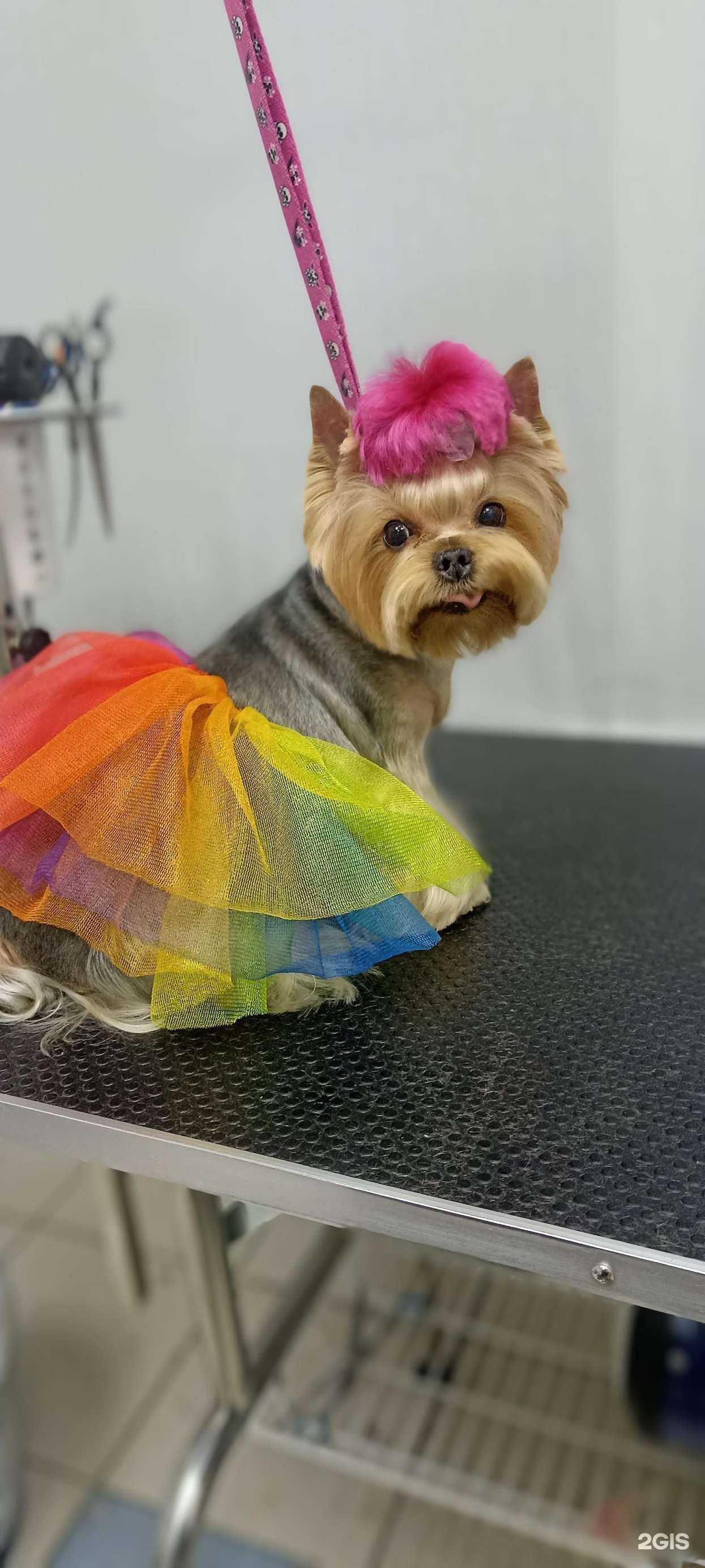 Отзывы на компанию Грумка в г. Красноярск c фото