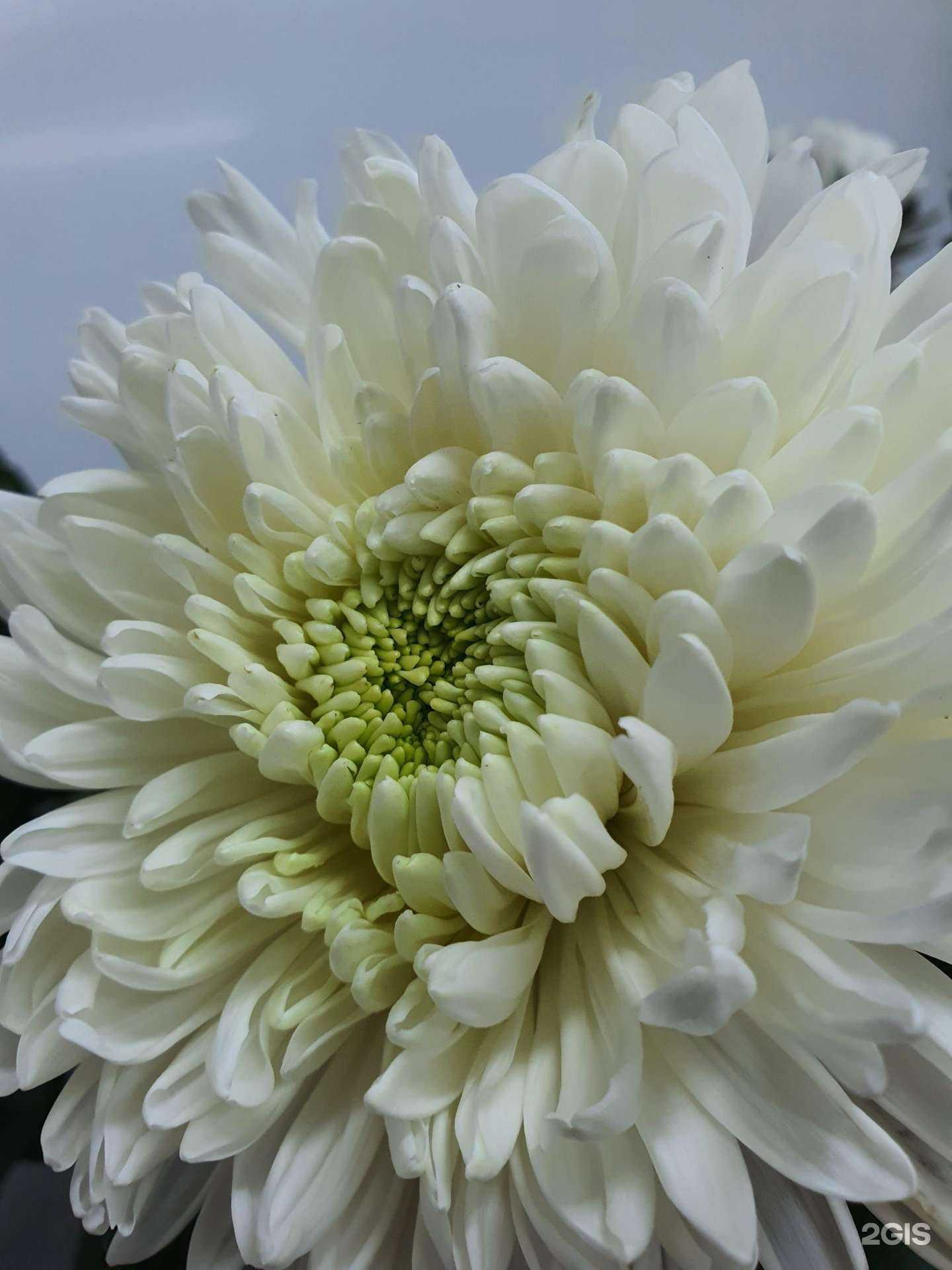 Отзывы на компанию Цветы и Букеты в Ростове-на-Дону c фото