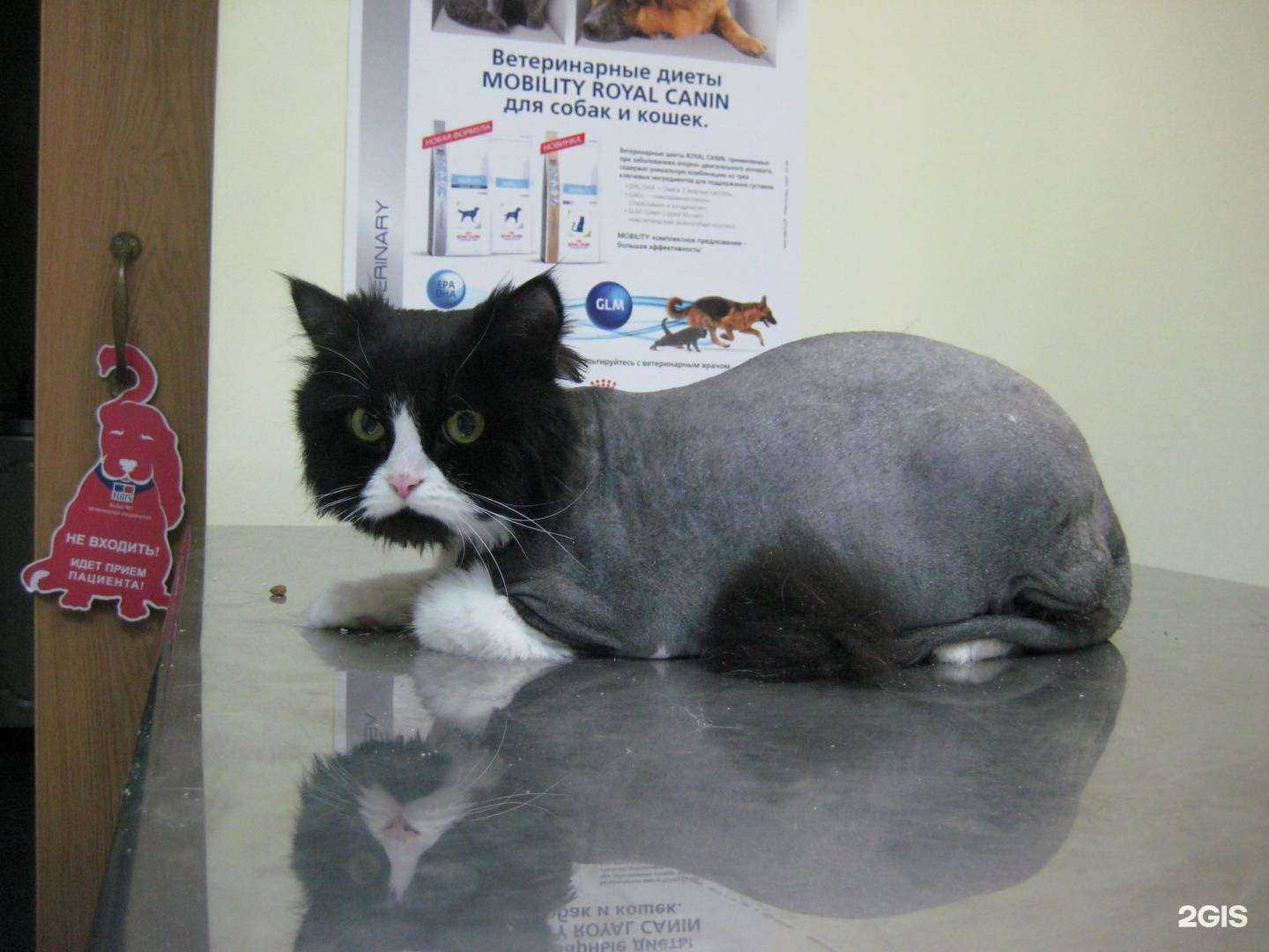 Отзывы на компанию BioVet в г. Иваново c фото