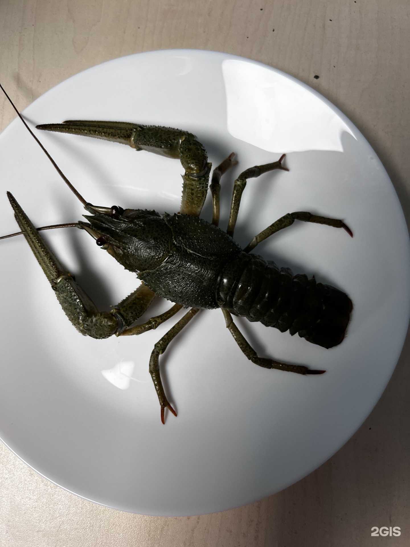 Отзывы на компанию Ракоедъ в Воронеже c фото