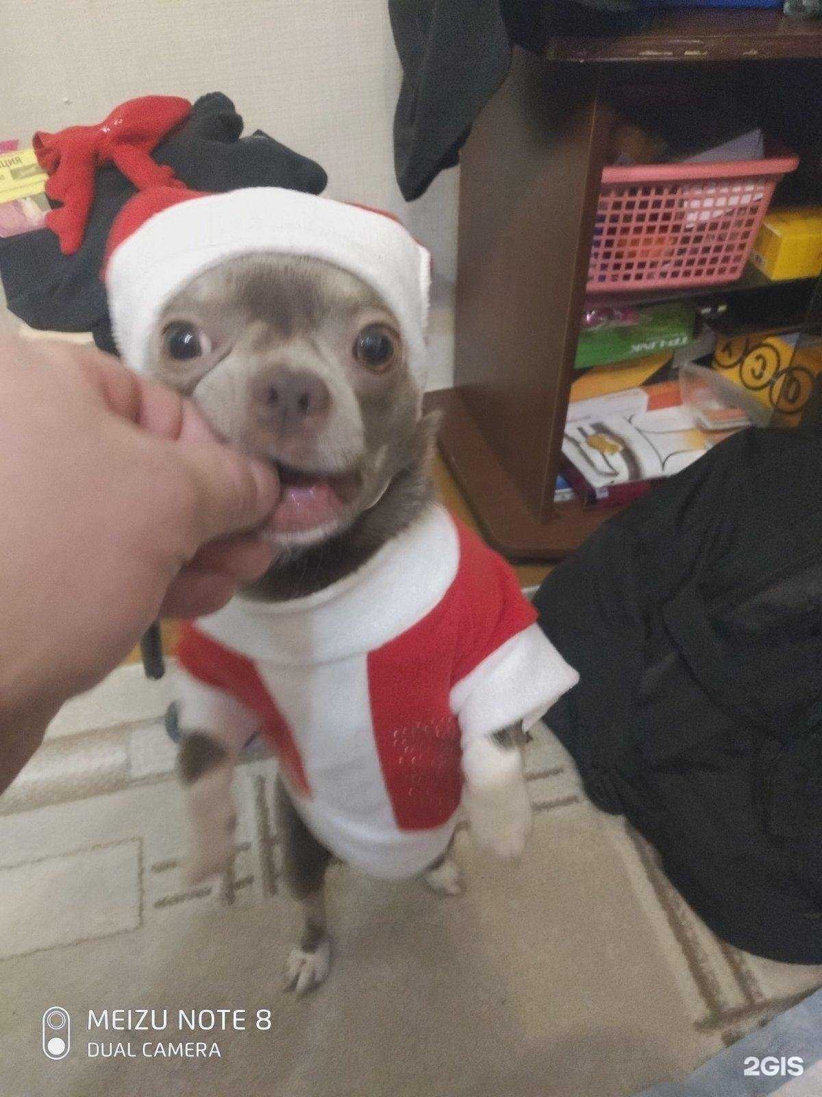 Отзывы на компанию Ветпомощь в Ярославле c фото