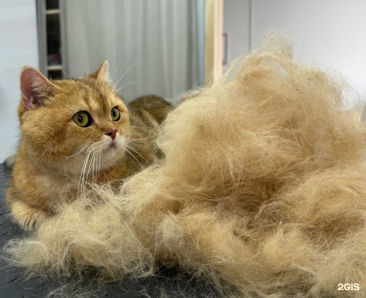 Отзывы на компанию Лакостин в г. Елизово c фото