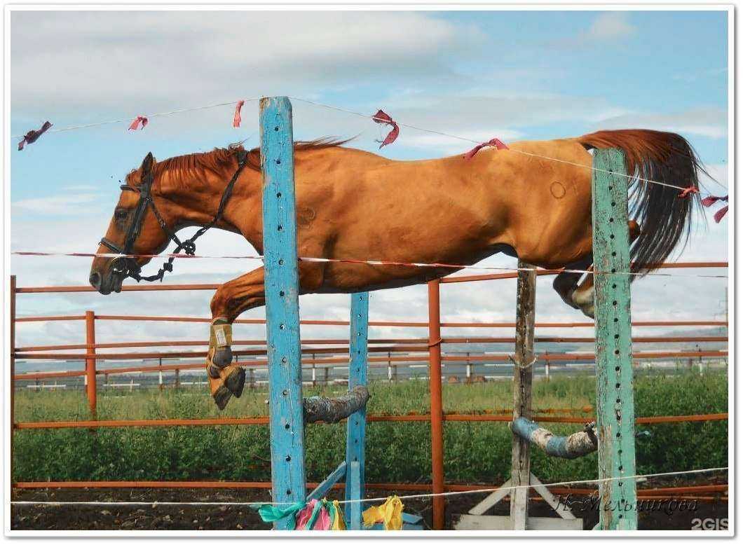 Отзывы на компанию Читинская Государственная заводская конюшня с ипподромом им. Хосаена Хакимова в г. Чита c фото