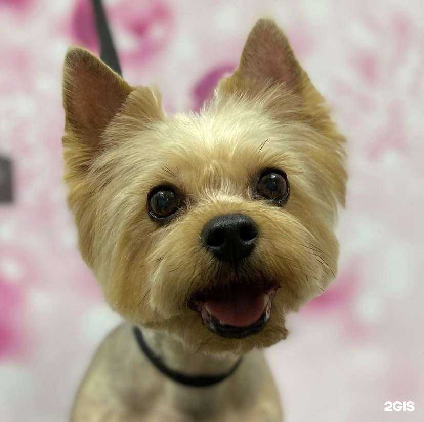 Отзывы на компанию Чистый хвост в г. Красноярск c фото