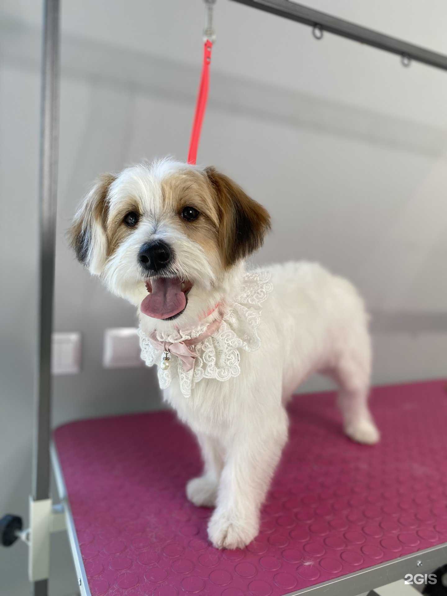 Отзывы на компанию ЛунаГрум в Калининграде c фото