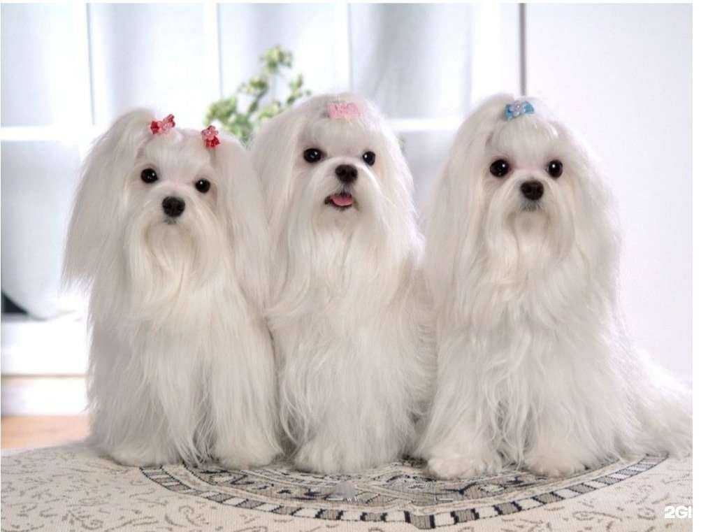 Отзывы на компанию Улыбка Бобби в г. Балашиха c фото