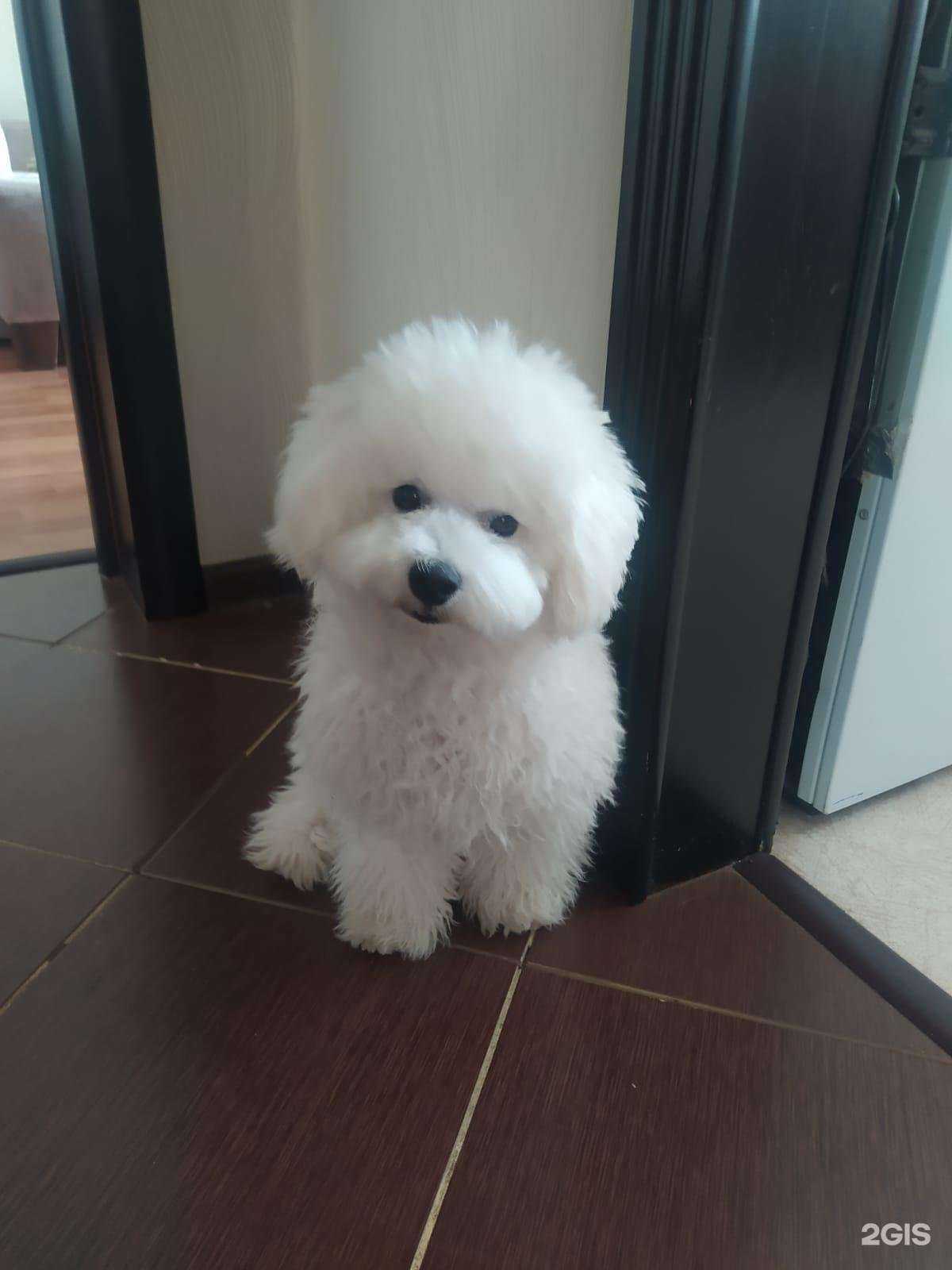 Отзывы на компанию Выездная ветеринарная служба в г. Кемерово c фото