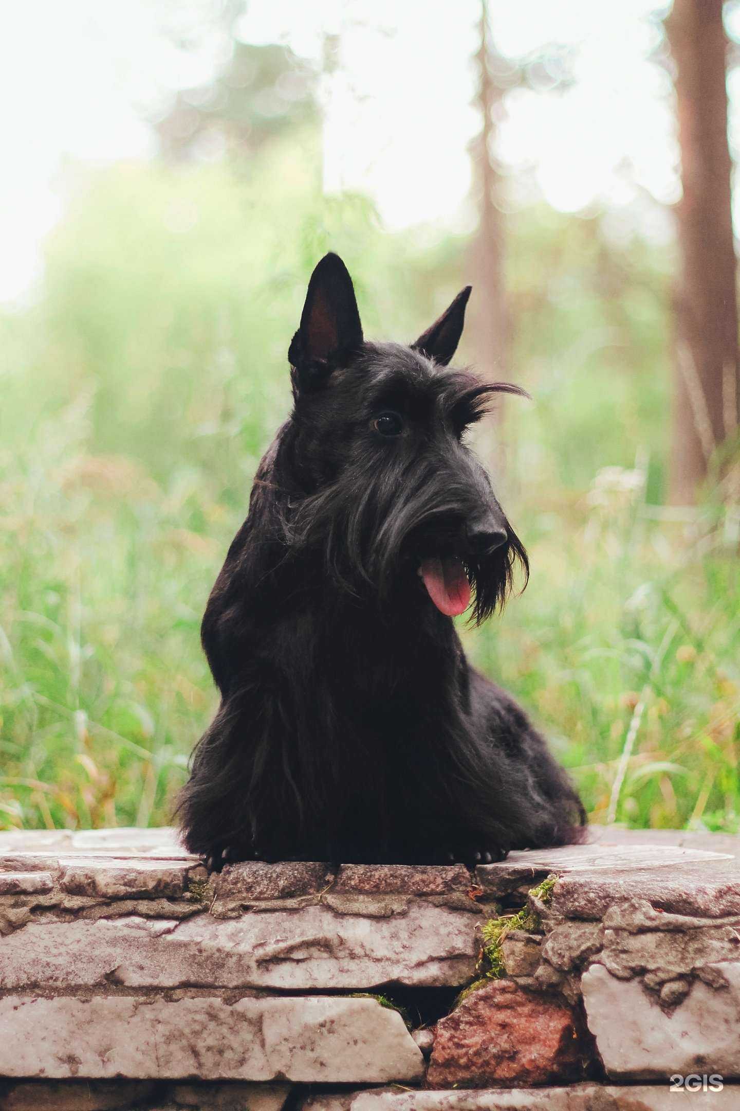 Отзывы на компанию Чемпион в г. Ангарск c фото