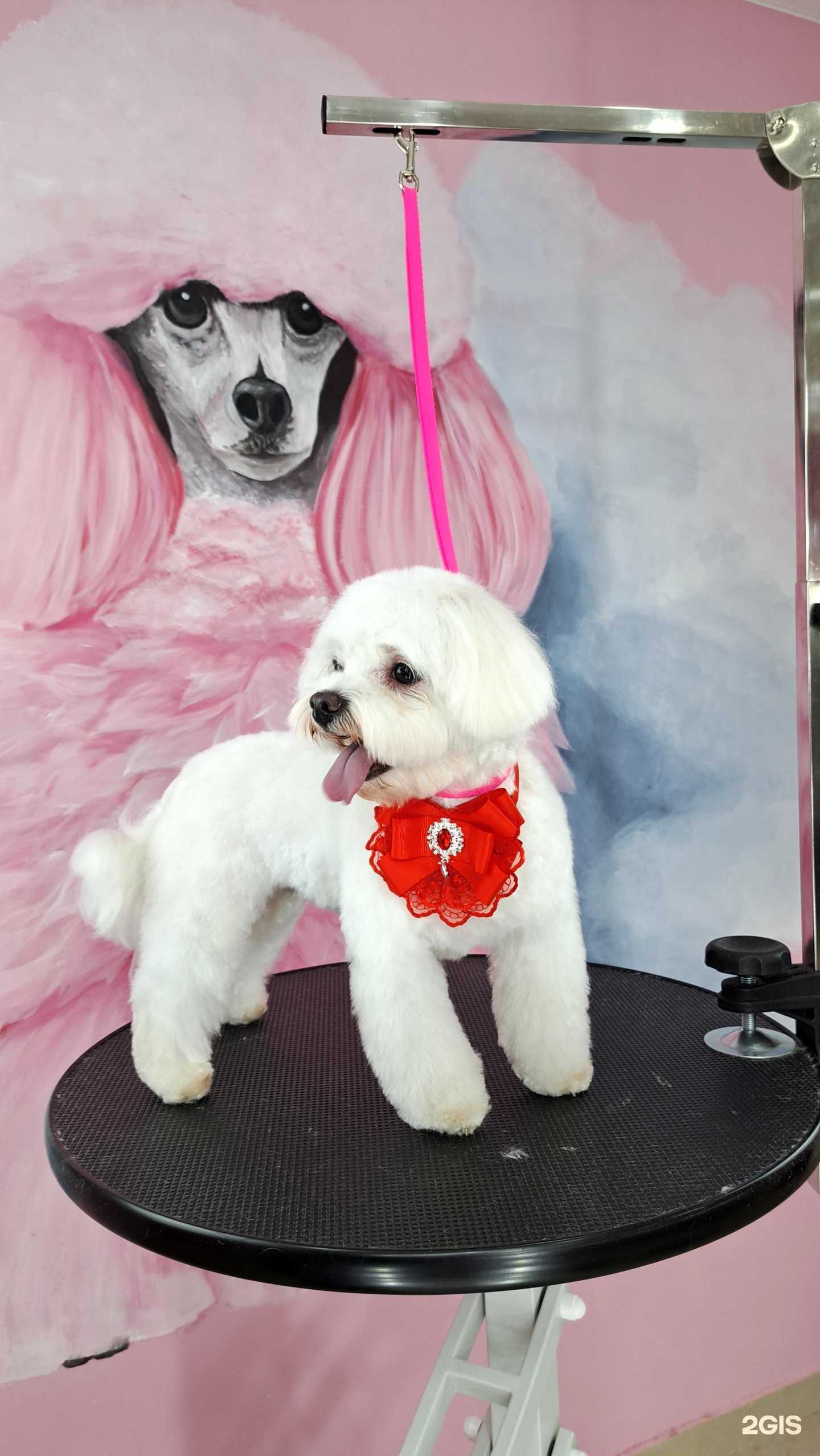 Отзывы на компанию ГрумГламур в г. Невинномысск c фото