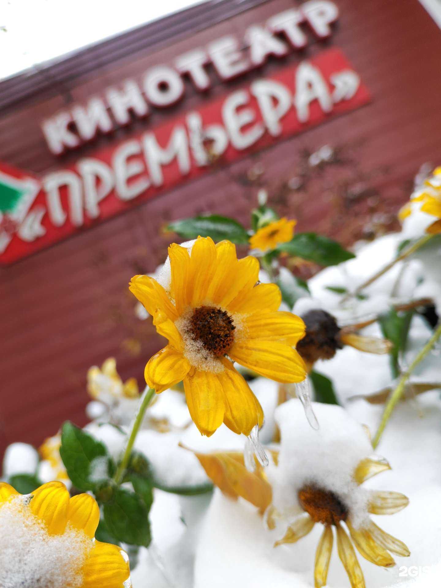 Отзывы на компанию Премьера в Барнауле c фото