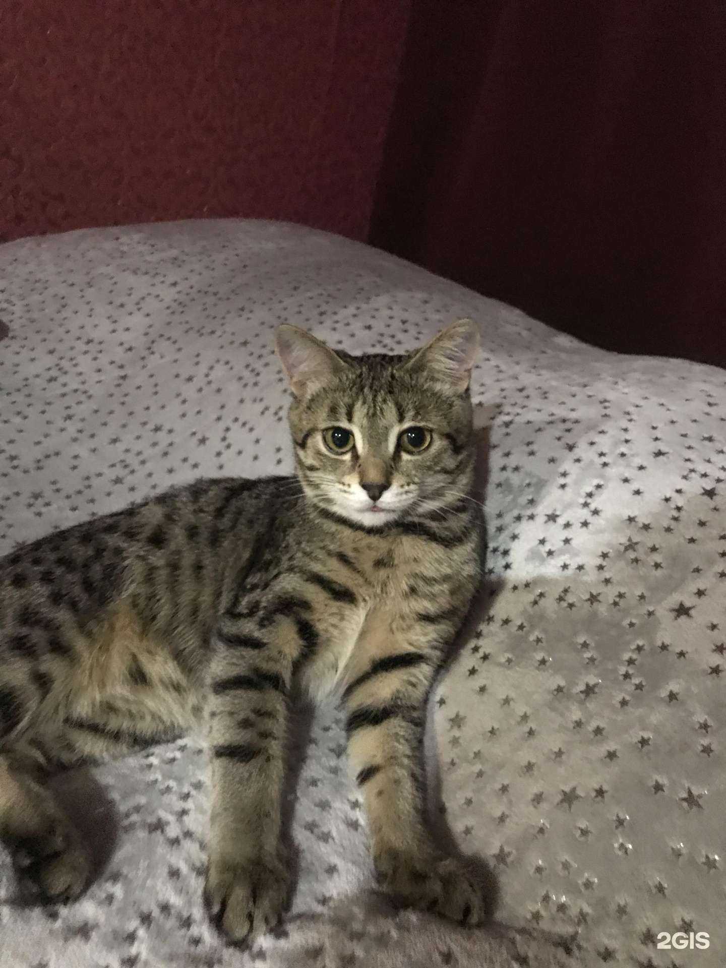 Отзывы на компанию Центр льготной стерилизации животных в г. Оренбург c фото