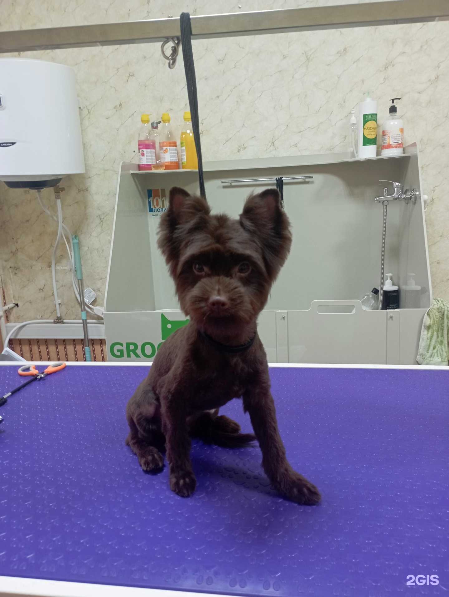 Отзывы на компанию Студия груминга в г. Коркино c фото