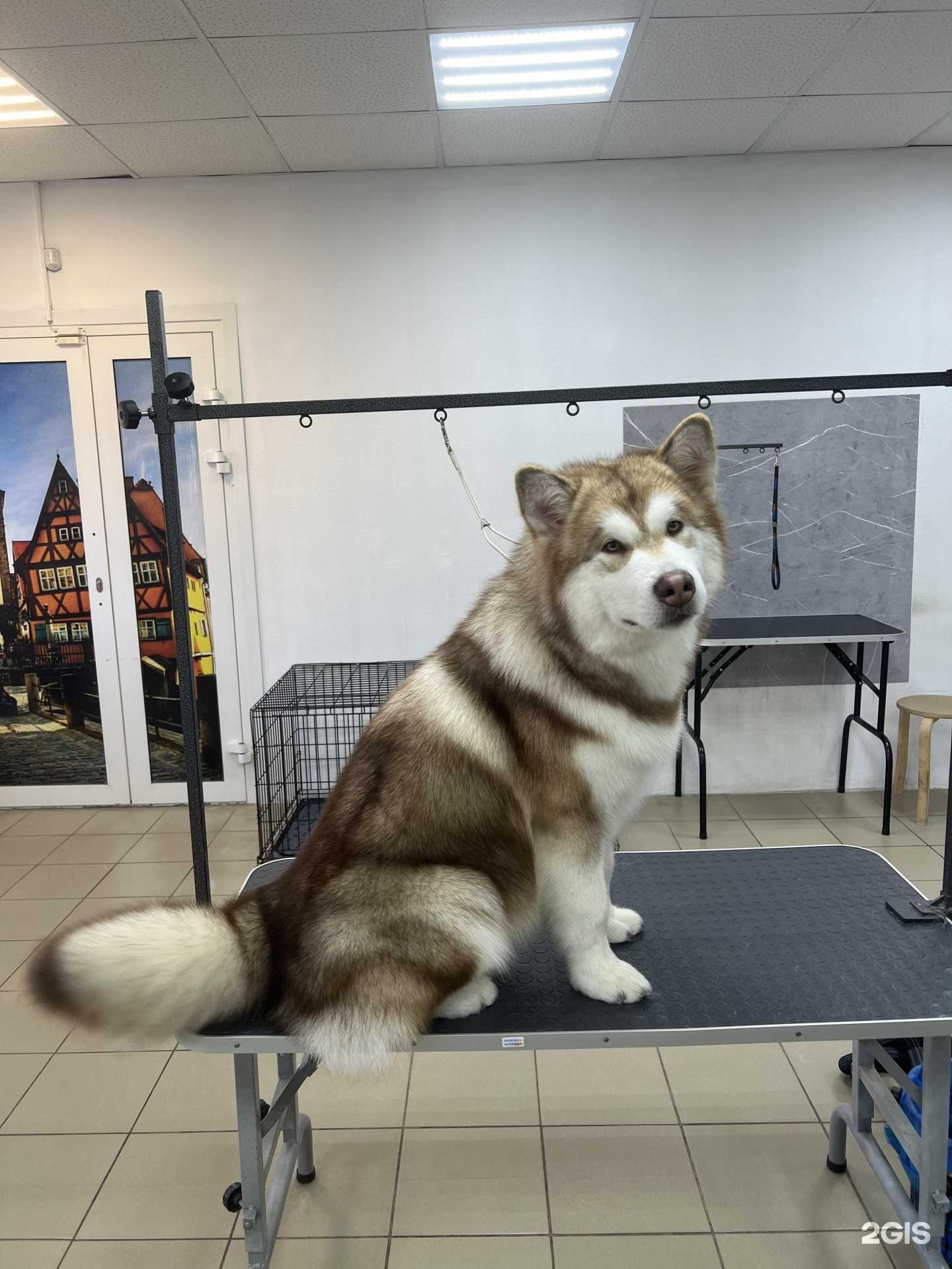 Отзывы на компанию Ваш грумер в г. Кемерово c фото