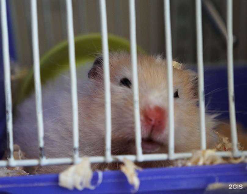 Отзывы на компанию Альгена в Брянске c фото