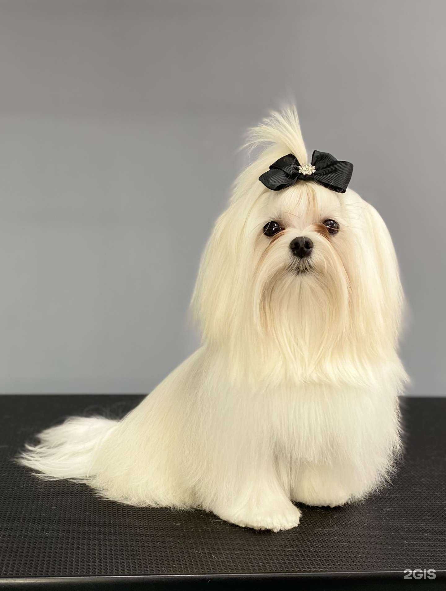 Отзывы на компанию Гав Элеганс в Иркутске c фото