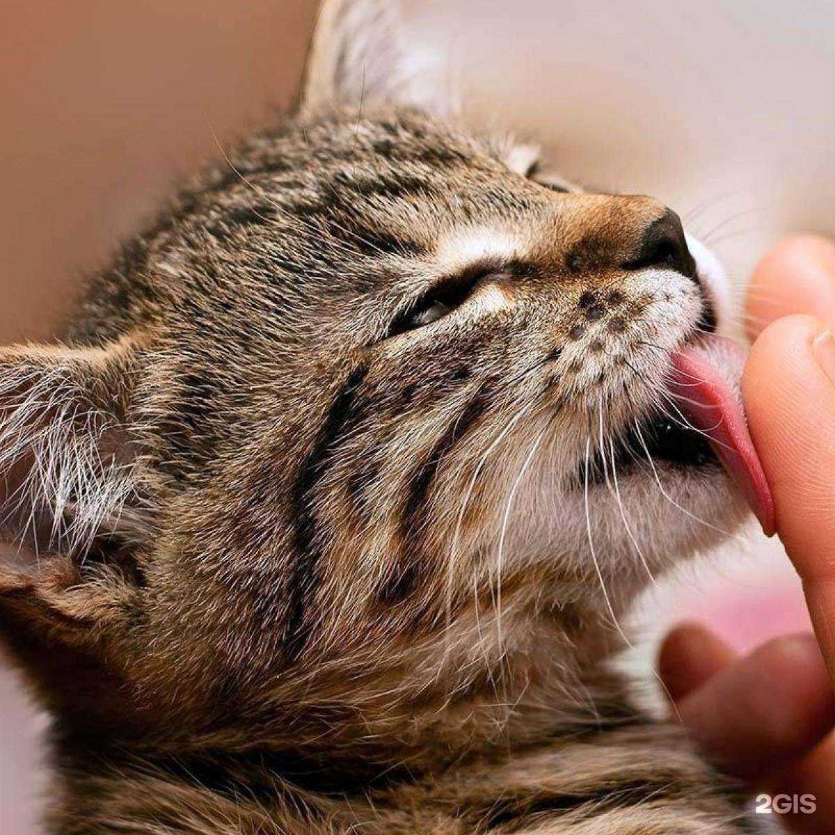 Отзывы на компанию Айболит в Подольске c фото