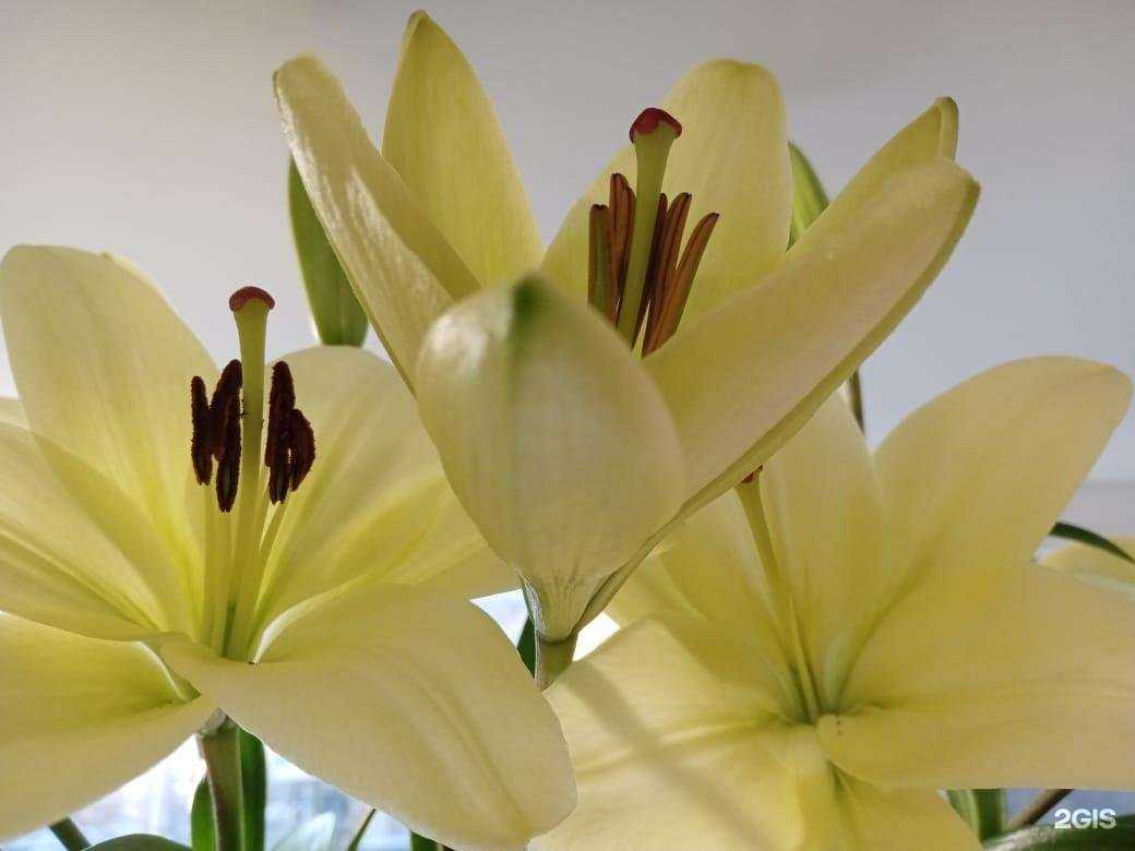 Отзывы на компанию Адель в г. Краснодар c фото