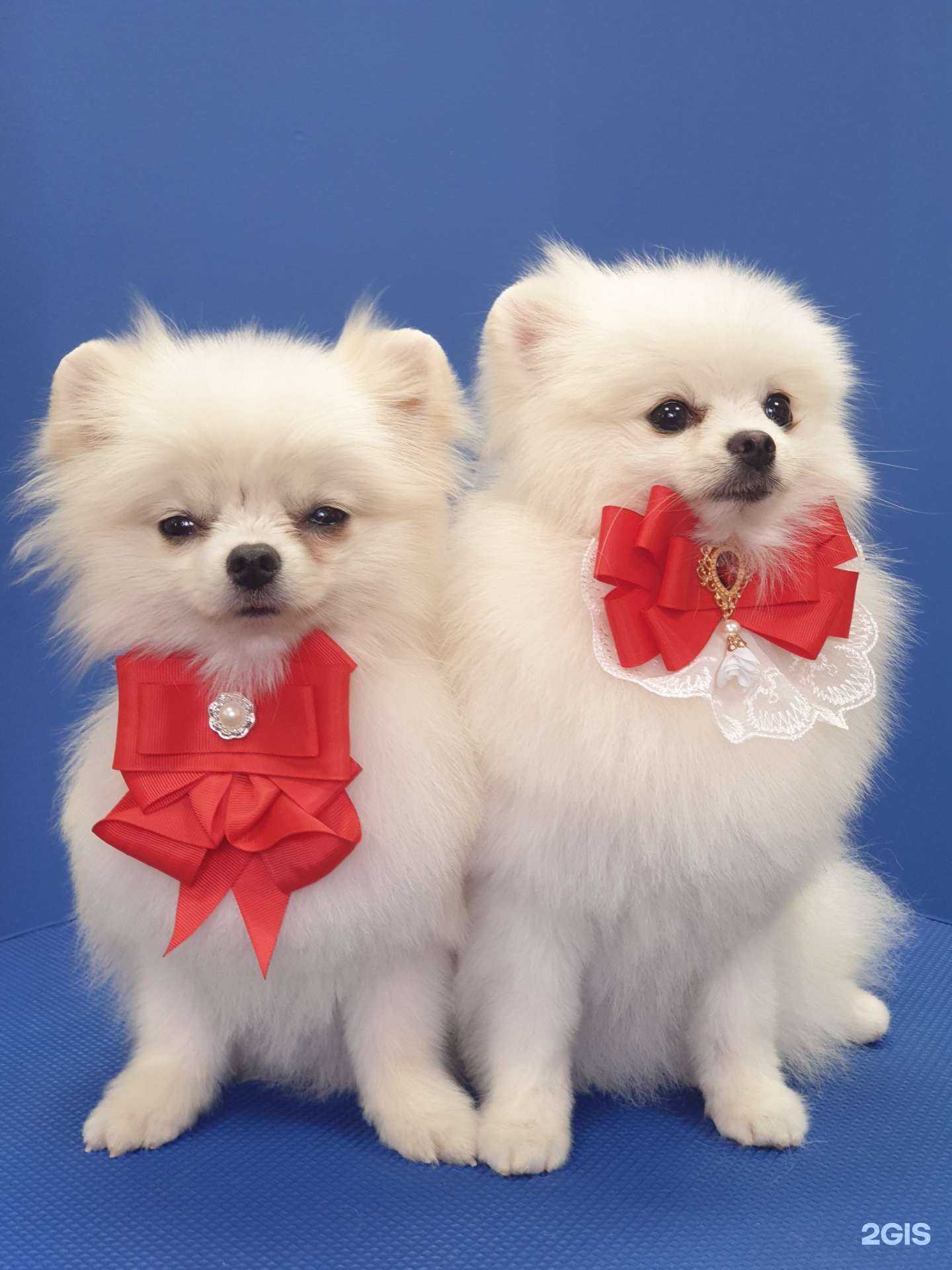 Отзывы на компанию Пушистая братва в г. Подольск c фото