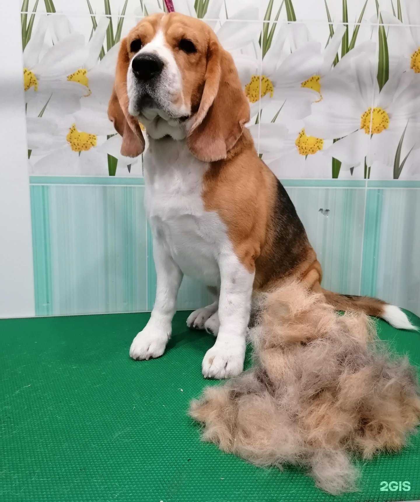 Отзывы на компанию Чистые пушистые в Кургане c фото