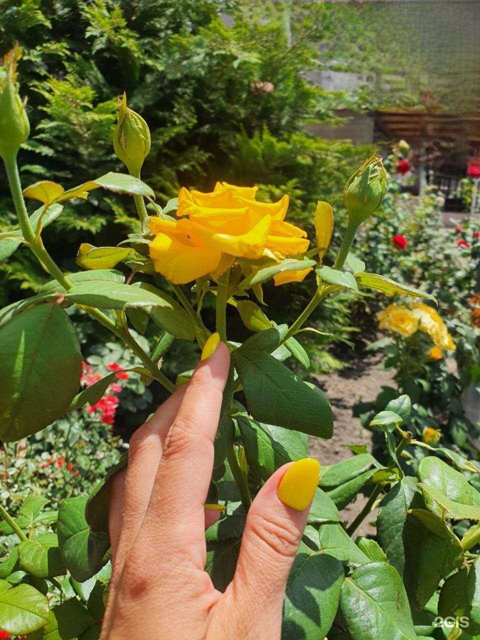 Отзывы на компанию Лилия в Краснодаре c фото