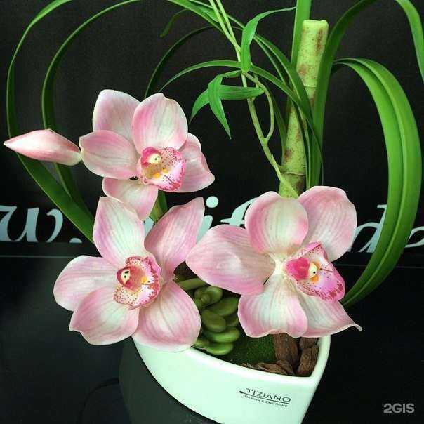 Отзывы на компанию Shifa в Казани c фото