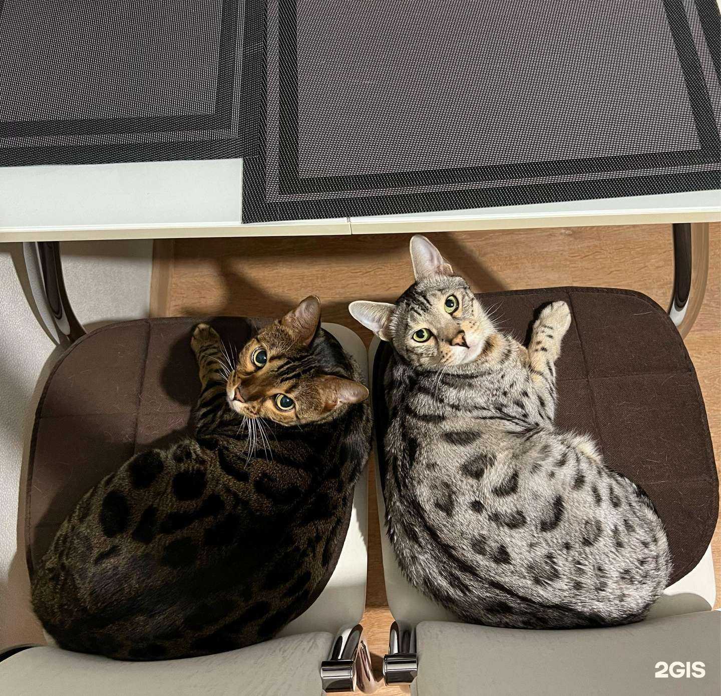 Отзывы на компанию Ветлекарь в Магнитогорске c фото