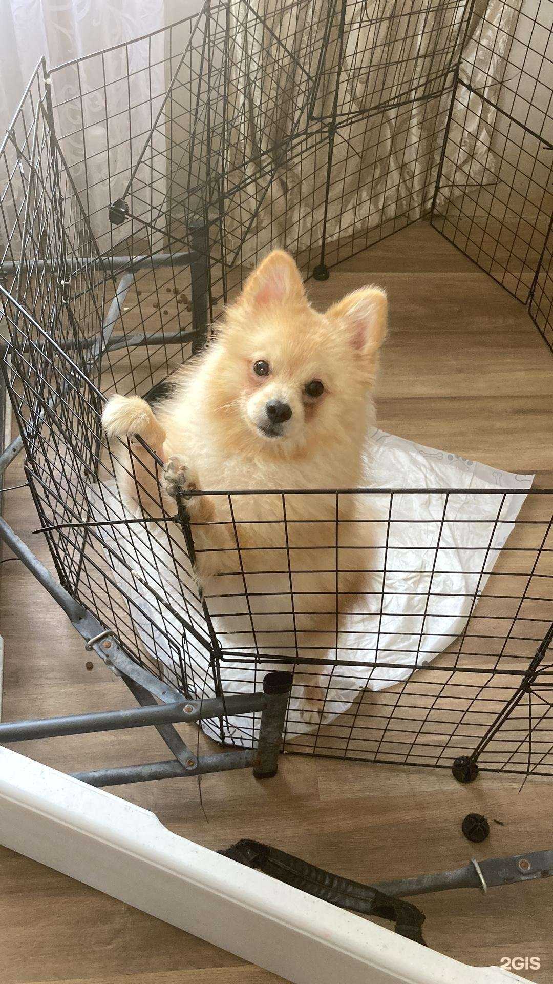 Отзывы на компанию Dogtor в Краснодаре c фото