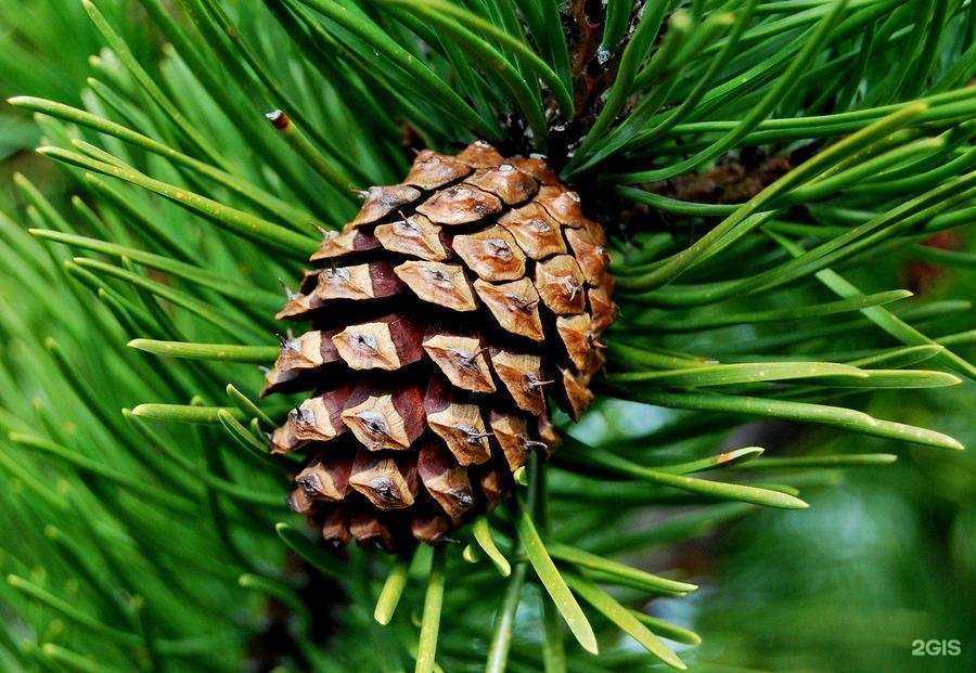 Отзывы на компанию Лесник в г. Воронеж c фото