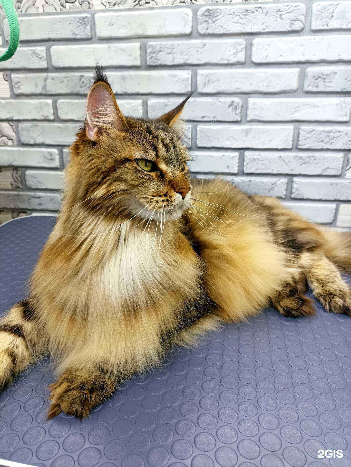 Отзывы на компанию Вертихвост в г. Сочи c фото