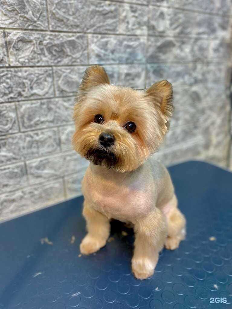 Отзывы на компанию Лакки в Щёлкове c фото