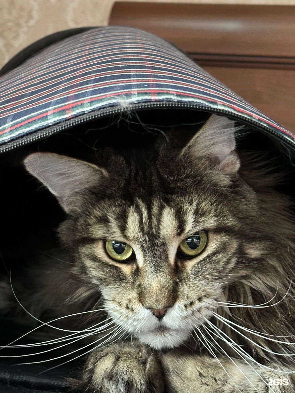 Отзывы на компанию Алиса в г. Красноярск c фото