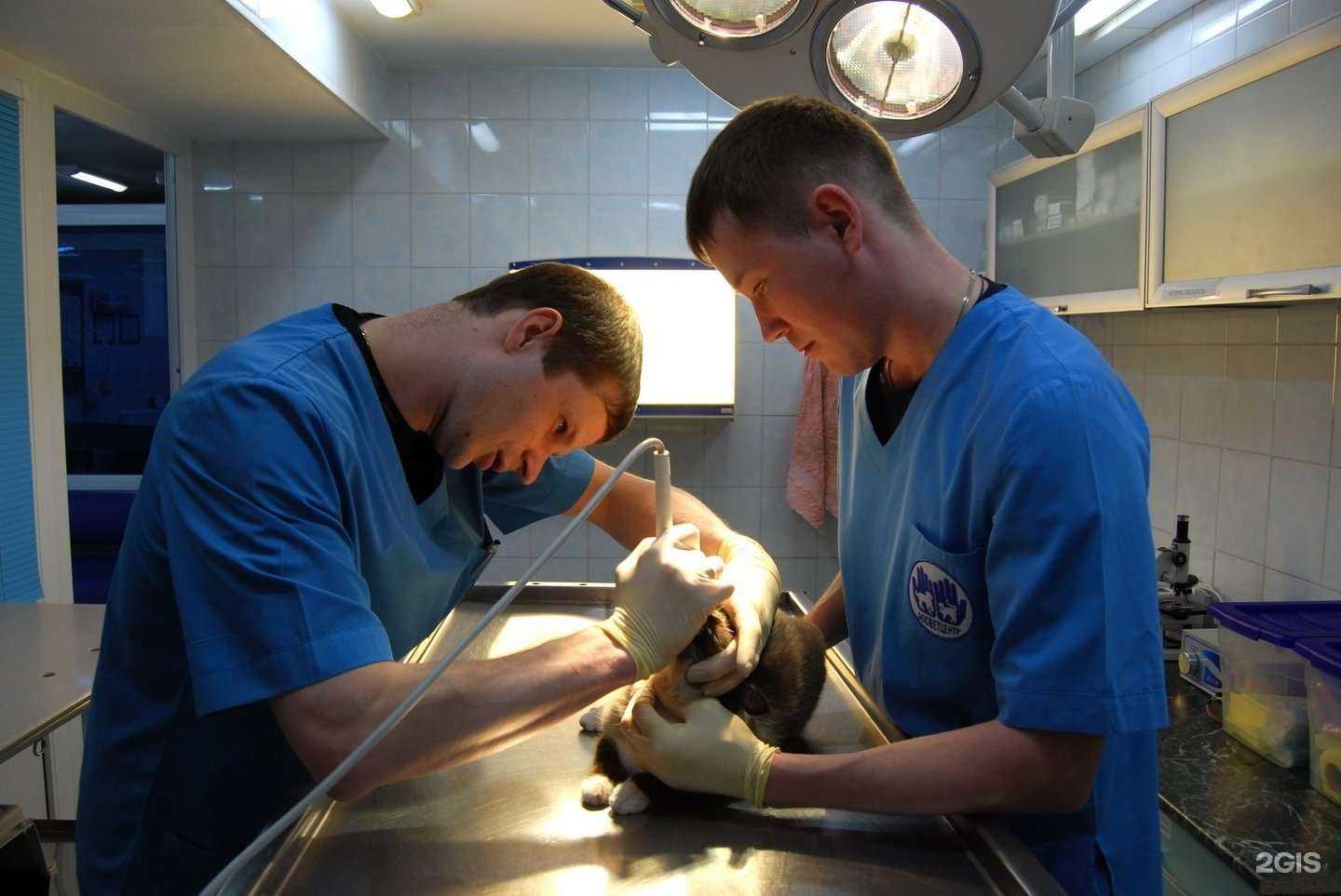 Отзывы на компанию Пес и кот в г. Сургут c фото