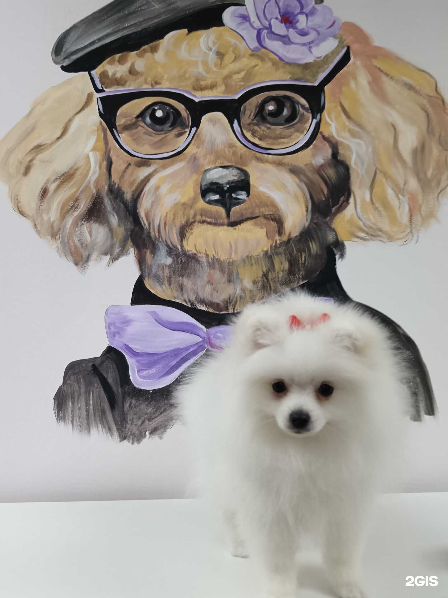 Отзывы на компанию Prolapki в Уфе c фото