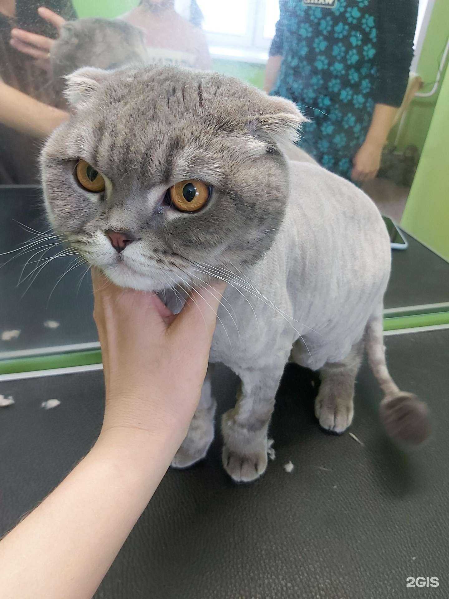 Отзывы на компанию Groom24dog.ru в Красноярске c фото