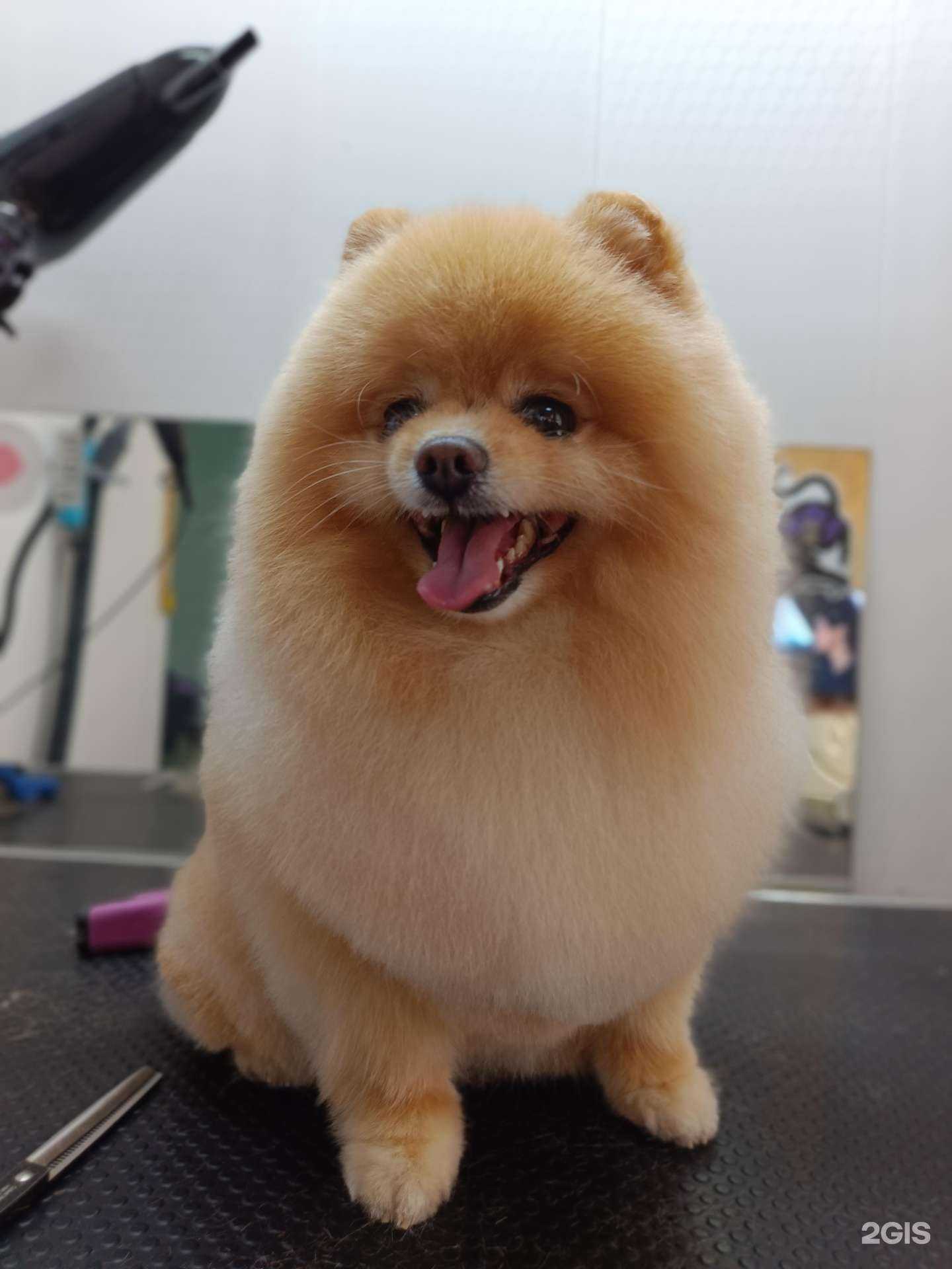 Отзывы на компанию Маруся Грум в Астрахани c фото