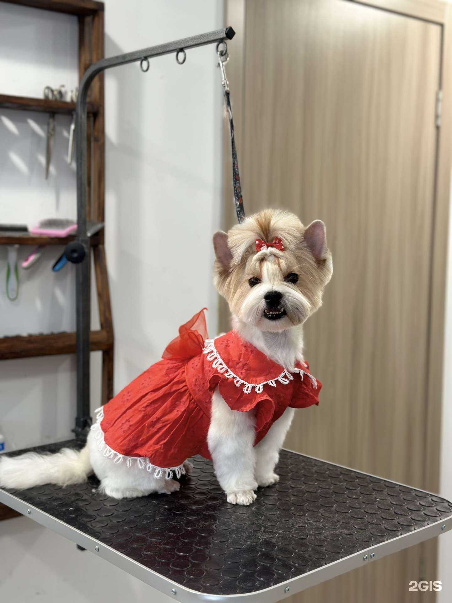 Отзывы на компанию Goodog в г. Челябинск c фото