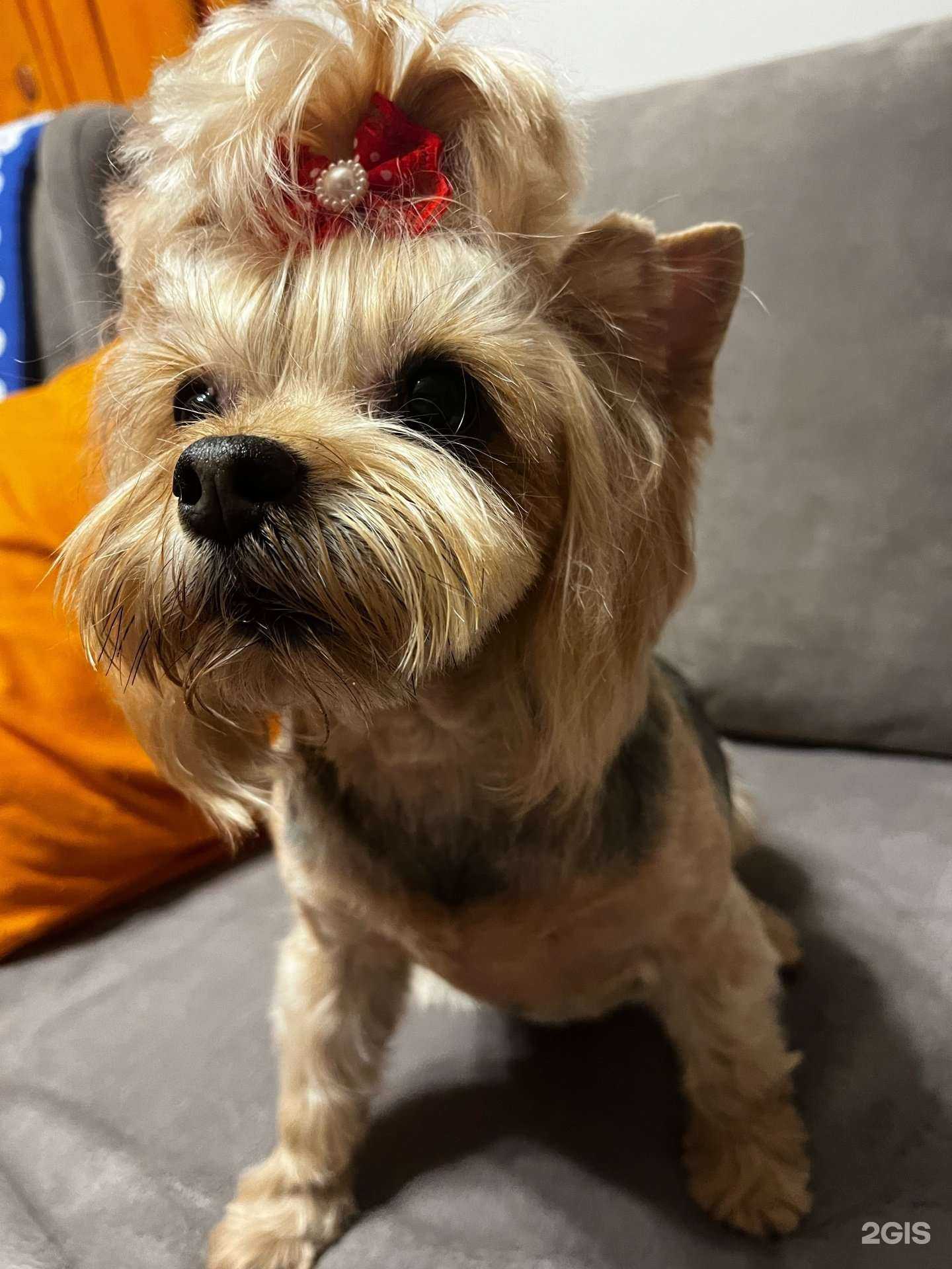 Отзывы на компанию Ручной ангел в Новосибирске c фото