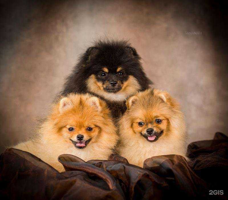 Отзывы на компанию Dog City в Смоленске c фото