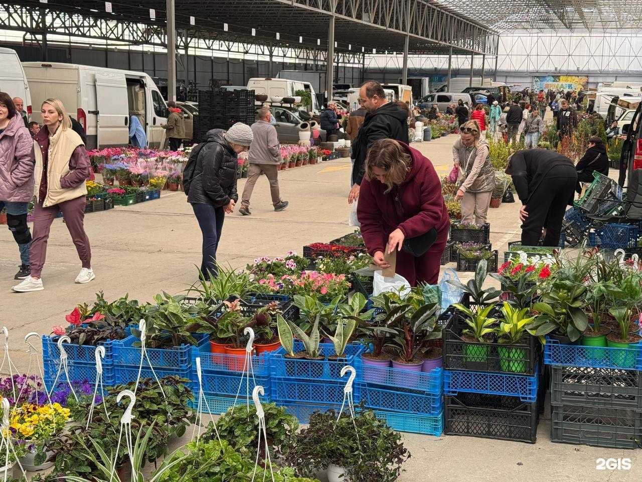 Отзывы на компанию Ярмарка горшочных цветов и растений для сада в г. Краснодар c фото